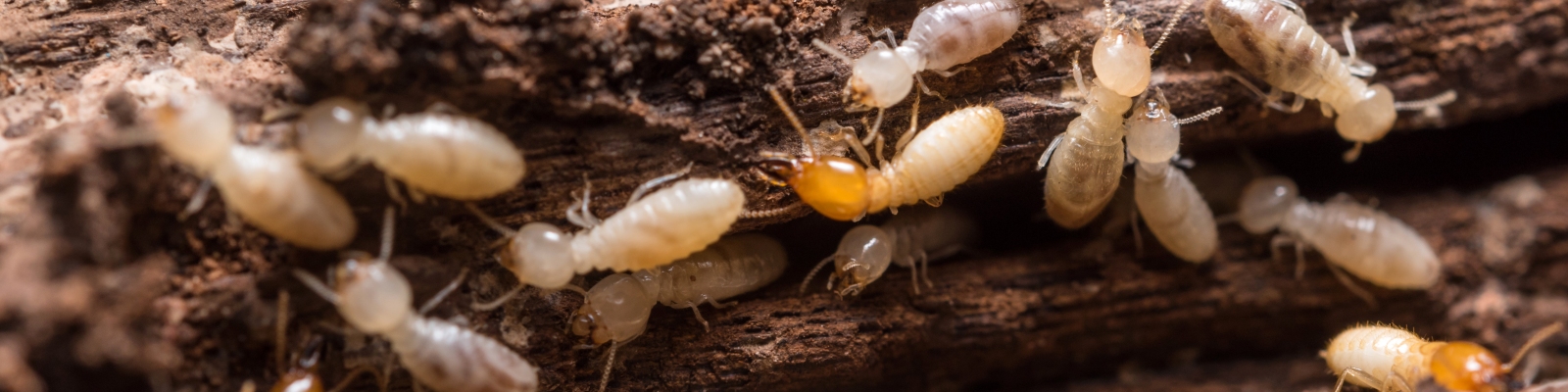 Archers Termite & Pest Control - Archer 4 Termites